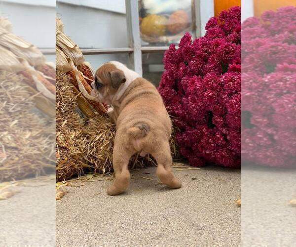 Medium Photo #5 English Bulldog Puppy For Sale in NAPPANEE, IN, USA