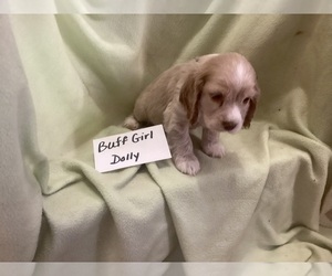 Cocker Spaniel Puppy for sale in CADDO, OK, USA