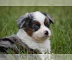 Small #2 Miniature Australian Shepherd