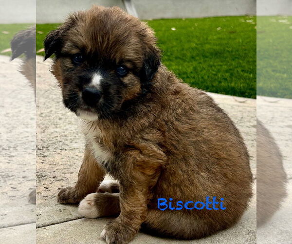 Medium Photo #1 Bernese Mountain Dog Puppy For Sale in Mission Viejo, CA, USA
