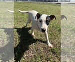 Small #1 Jack Russell Terrier Mix