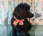 Small Photo #9 Poodle (Standard) Puppy For Sale in EDGEWOOD, NM, USA