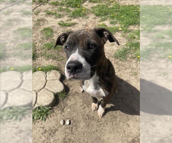 Medium Photo #1 Mutt Puppy For Sale in Tulsa, OK, USA