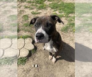 Mutt Dogs for adoption in Tulsa, OK, USA