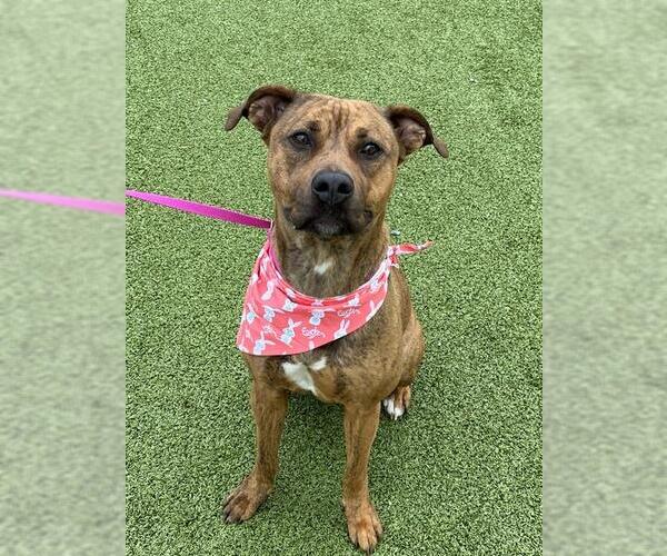 Medium Photo #2 Mutt Puppy For Sale in Fayetteville, NC, USA