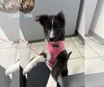 Small #11 Carolina Dog