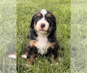 Miniature Bernedoodle Puppy for sale in LONGMONT, CO, USA