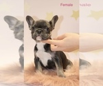 Small French Bulldog