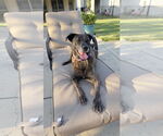 Small #7 Labrador Retriever Mix