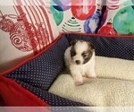 Small Photo #3 Pomeranian Puppy For Sale in SEBASTIAN, FL, USA