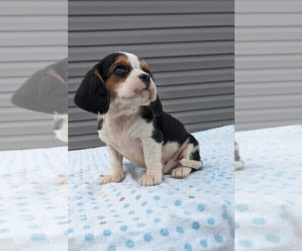 Medium Photo #4 Basset Hound-Cavalier King Charles Spaniel Mix Puppy For Sale in DUNNVILLE, KY, USA