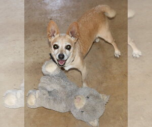 Chihuahua-Unknown Mix Dogs for adoption in Bandera, TX, USA