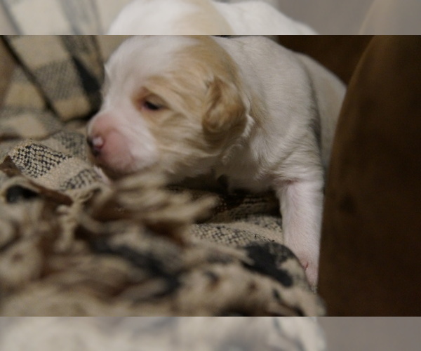 Medium Photo #3 Golden Mountain Doodle  Puppy For Sale in JIM FALLS, WI, USA