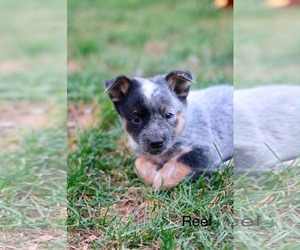 Mutt Dogs for adoption in Duluth, MN, USA
