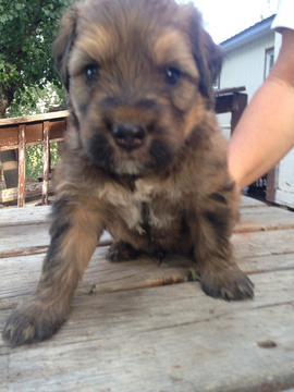 Medium Photo #1 Bouvier Des Flandres Puppy For Sale in CHILCOOT, CA, USA
