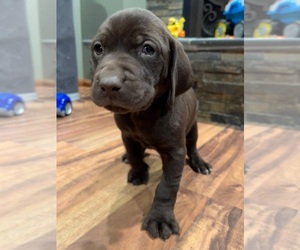 Labralas Puppy for sale in LAKEVILLE, MN, USA