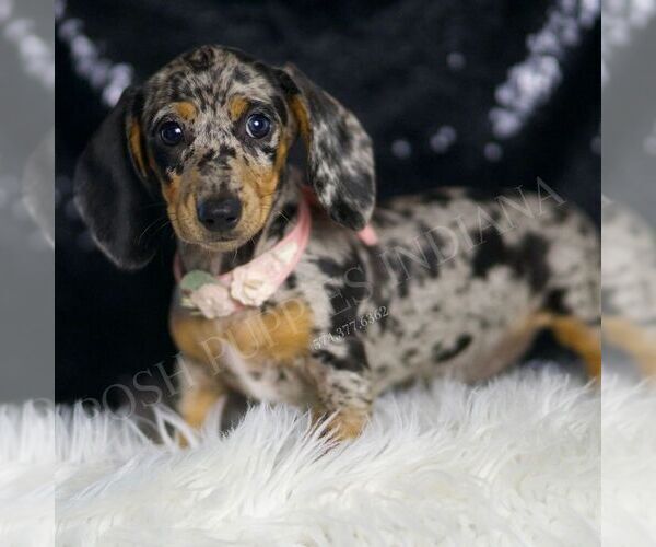 Medium Photo #5 Dachshund Puppy For Sale in WARSAW, IN, USA