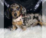 Small #4 Dachshund