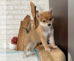 Small Photo #10 Shiba Inu Puppy For Sale in SEATTLE, WA, USA