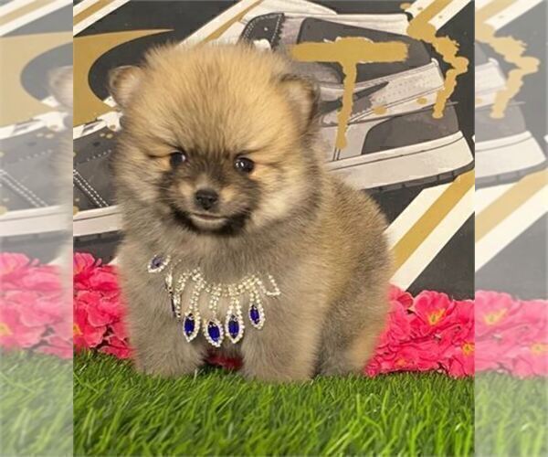 Medium Photo #15 Pomeranian Puppy For Sale in FORT LAUDERDALE, FL, USA