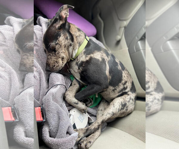 Medium Photo #13 Catahoula Leopard Dog-Unknown Mix Puppy For Sale in Sanford, FL, USA