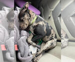 Small #12 Catahoula Leopard Dog Mix