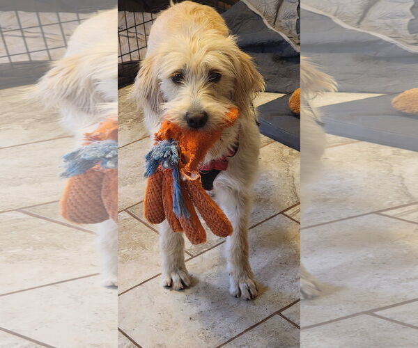 Medium Photo #4 Goldendoodle Puppy For Sale in Arlington, VA, USA