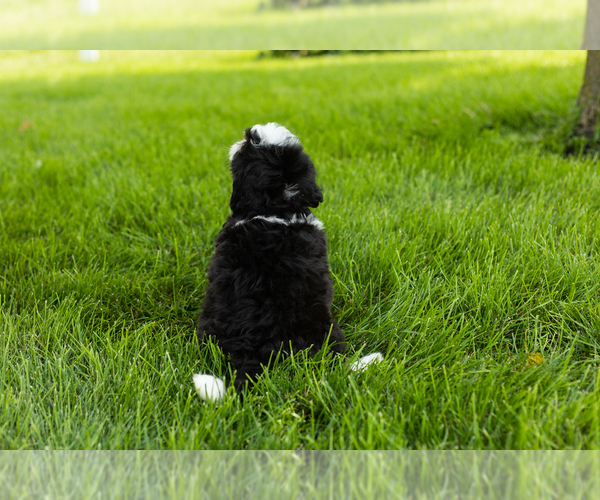 Medium Photo #11 Bernedoodle (Miniature) Puppy For Sale in SHIPSHEWANA, IN, USA