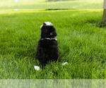 Small #10 Bernedoodle (Miniature)