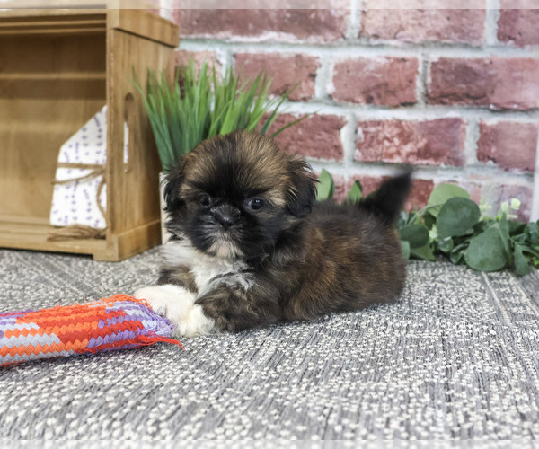 Medium Photo #4 Shih Tzu Puppy For Sale in SYRACUSE, IN, USA