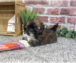 Small #3 Shih Tzu