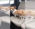 Small Photo #1 Pembroke Welsh Corgi Puppy For Sale in DURAND, IL, USA