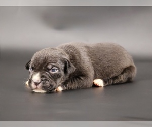 American Bully Puppy for sale in CHAMPAIGN, IL, USA