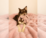 Small #1 Australian Shepherd