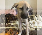 Small #3 Anatolian Shepherd Mix