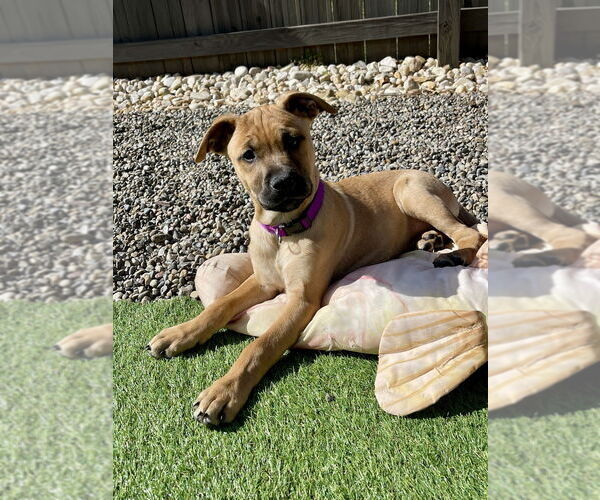 Medium Photo #3 Redbone Coonhound-Unknown Mix Puppy For Sale in Mooresville, NC, USA