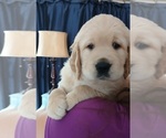 Small Photo #6 Golden Retriever Puppy For Sale in AUSTIN, TX, USA