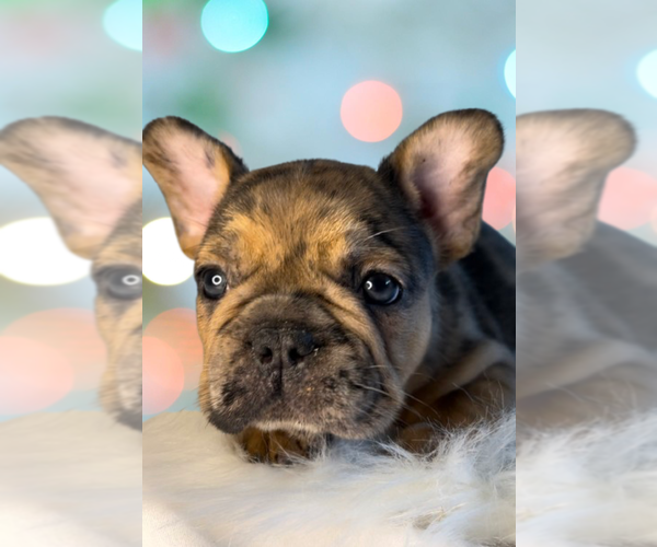 Medium Photo #1 French Bulldog Puppy For Sale in RICHMOND, VA, USA