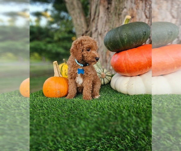 Medium Photo #3 Poodle (Standard) Puppy For Sale in INDIANAPOLIS, IN, USA