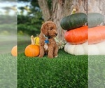 Small #2 Poodle (Standard)