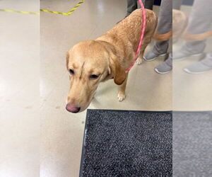 Labrador Retriever-Unknown Mix Dogs for adoption in Fort Wayne, IN, USA