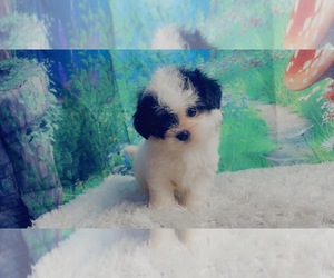 ShihPoo Puppy for sale in KINSTON, NC, USA