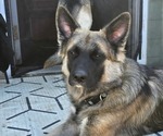 Small Photo #1 German Shepherd Dog Puppy For Sale in CANTON, OH, USA