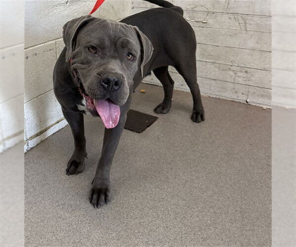 Medium Photo #1 American Pit Bull Terrier Puppy For Sale in San Bernardino, CA, USA