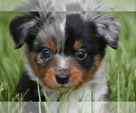 Small #4 Miniature Australian Shepherd