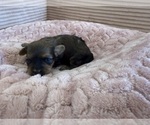 Small Photo #42 Yorkipoo Puppy For Sale in ARLINGTON, TX, USA