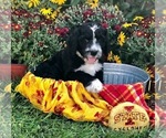 Small Photo #34 Bernedoodle Puppy For Sale in BRYANT, IA, USA