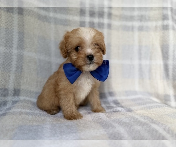 Medium Photo #3 Cavapoo (Miniature) Puppy For Sale in LAKELAND, FL, USA