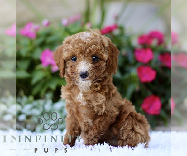 Medium Photo #1 Poodle (Toy) Puppy For Sale in BIRD IN HAND, PA, USA