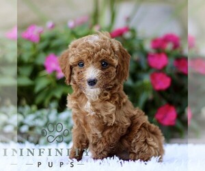 Poodle (Toy) Puppy for sale in BIRD IN HAND, PA, USA